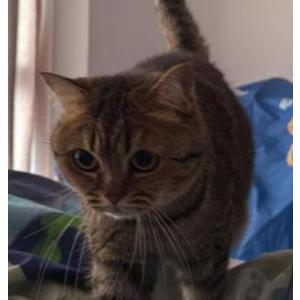 Lost Cat Leeloo