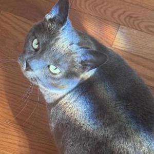 Image of Lulu, Lost Cat