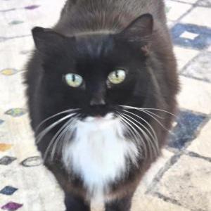 Image of Smiley, Lost Cat