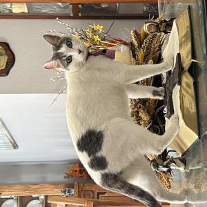 Lost Cat WINTER