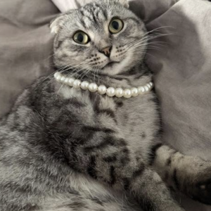 Image of Kissa, Lost Cat