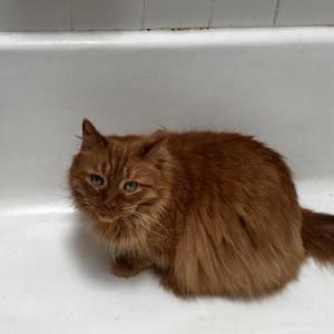 Lost 2 Brunhildr (Michigan)