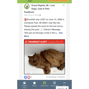 2nd Image of Brunhildr, Lost Cat