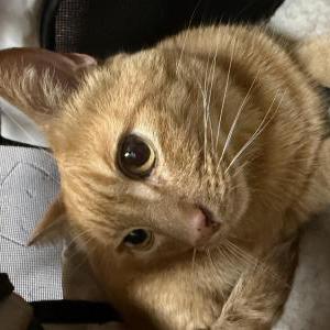 Image of Simba, Lost Cat