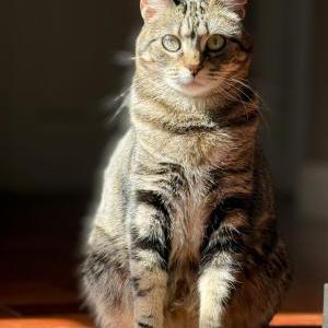 Lost Cat Athena