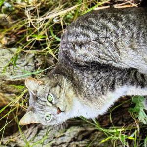 Image of Tony, Lost Cat