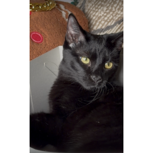 Image of Toothless, Lost Cat