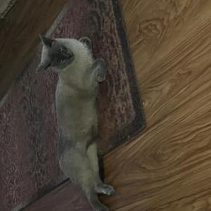 2nd Image of Genghis, Lost Cat