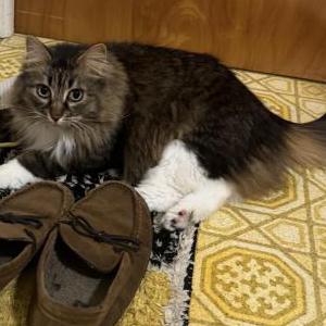 Image of Martin, Lost Cat