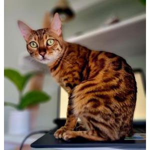 Lost Cat Luna