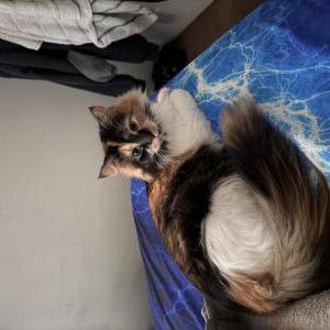 Image of Luna, Lost Cat