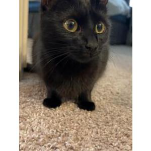 Image of Momo, Lost Cat