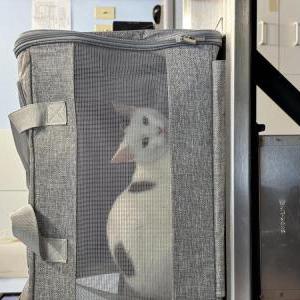 Lost Cat Minnow