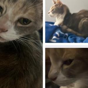 Lost 2 Bean (Florida)