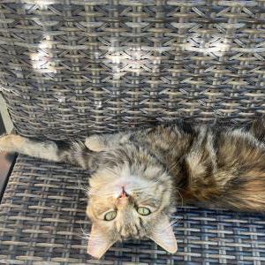 Image of Cappuccino, Lost Cat