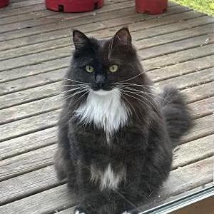 Image of Mila, Lost Cat