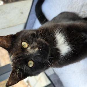 Image of Little Foot, Lost Cat