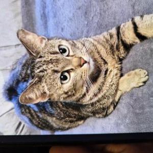 Lost Cat Elvis