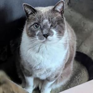 Image of Luca, Lost Cat