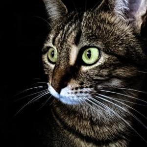Image of Lily, Lost Cat