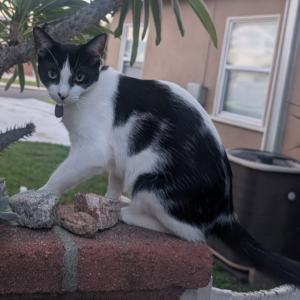 Image of Kipu, Lost Cat