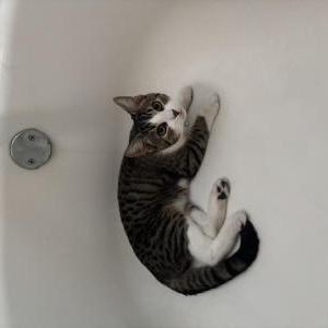 Lost Cat Bogey
