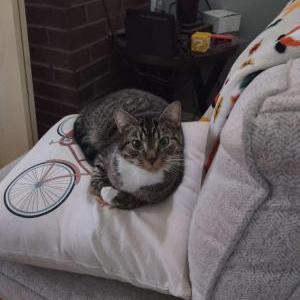 Image of Snickers, Lost Cat