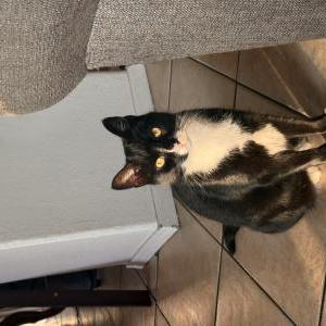 Image of Lady, Lost Cat