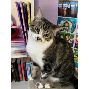 Image of Memo, Lost Cat