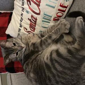 Image of Charles Kitten, Lost Cat