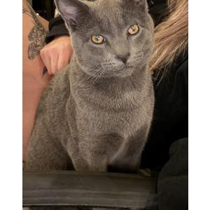 Image of Odin, Lost Cat