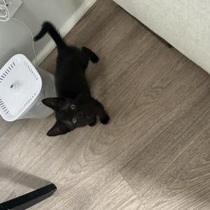 2nd Image of Jacqueline, Lost Cat