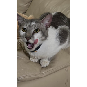 Image of Bibi, Lost Cat
