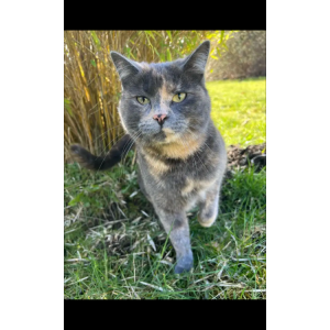 Image of Nomi, Lost Cat