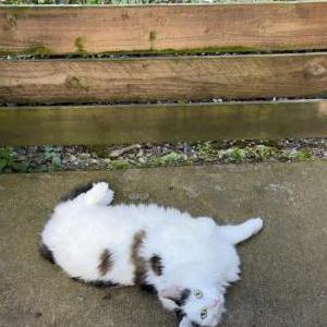 Image of Niko, Lost Cat