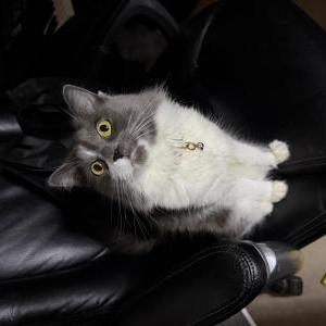 Image of Dipsy, Lost Cat