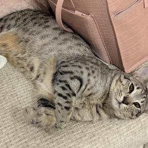 Image of Amarah, Lost Cat