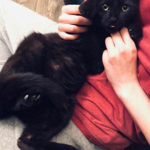 Image of Toothless, Lost Cat