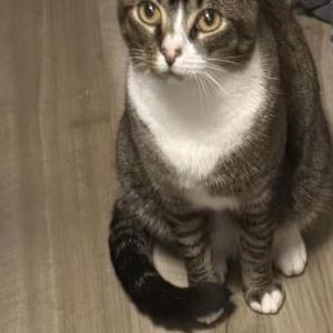 Image of Babycat, Lost Cat