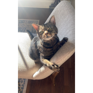 Image of Chris, Lost Cat