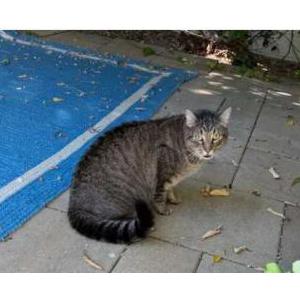 Image of Buttercup, Lost Cat