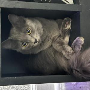 Image of Mako, Lost Cat