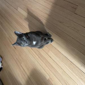 Image of Ava, Lost Cat