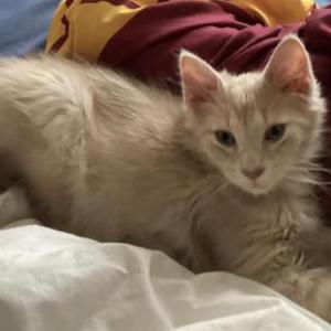 Lost 2 Leo (Ohio)
