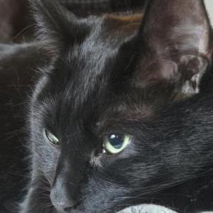 Image of Toshi, Lost Cat