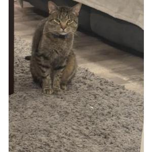 Image of Benji, Lost Cat