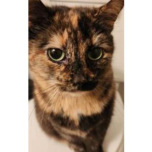 Image of Pepper, Lost Cat