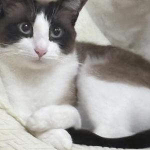 Image of Nas, Lost Cat