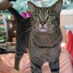 Image of Rufus, Lost Cat