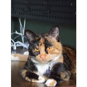 Image of Riven, Lost Cat